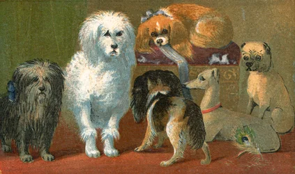 Un terrier de Skye, caniche francés, dos spaniels, galgo italiano y un perro pug