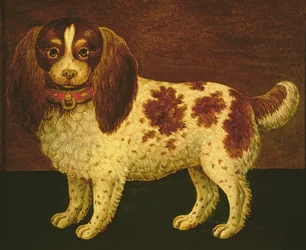 Un Spaniel