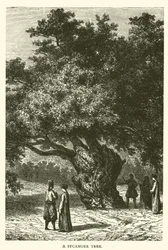 Un Árbol de Sicómoro