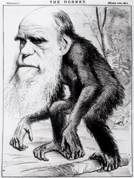 Un venerable orangután, de 