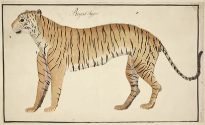 Un tigre real de la colección de Serfagee of Tanjore.