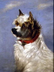 Un terrier con un collar rojo
