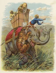 Un tigre hund en India (chromolitho)