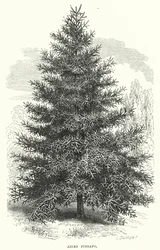 Abies Pinsapo (grabado)