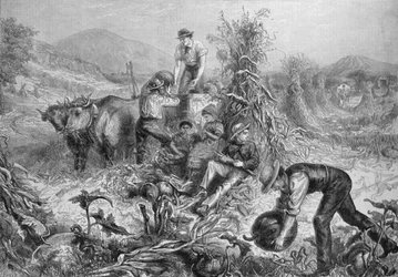Agricultura americana: Recolección de calabazas y desgranado de maíz, de 