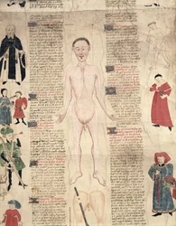 Diagrama anatómico, de De arte phisicali e de cirugia por John Ardene, 1412