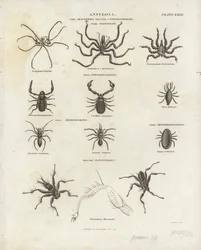 Arácnidos