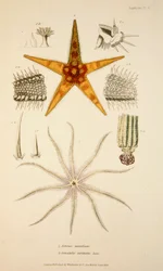 Asterias aurantiaca y Comatula carinata, grabado coloreado a mano