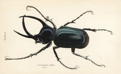 Escarabajo Atlas, Chalcosoma atlas (Scarabaeus atlas)