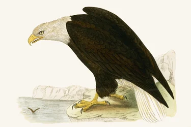 Águila calva, ilustración de 