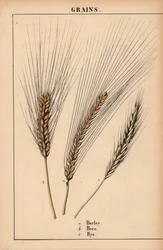 Cebada, bere y centeno  , de "The Instructive Picturebook, or Lessons from the Vegetable World", [Charlotte Mary Yonge], Edimburgo