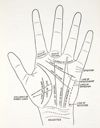 Líneas básicas y líneas menores de la mano