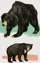 Osos