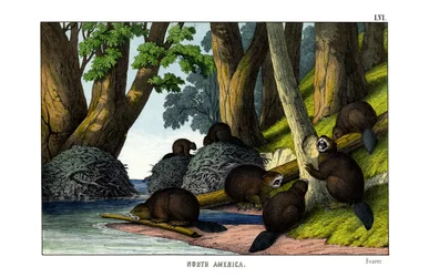Castor