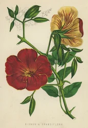 Bignonia Grandiflora (cromolito)