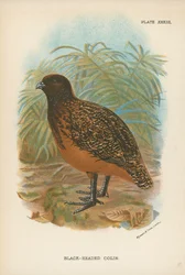 Colín de cabeza negra