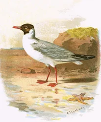 Gaviota reidora