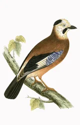 Arrendajo de Cabeza Negra, ilustración de 