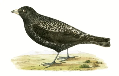 Alondra negra, ilustración de 