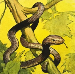 Mamba negra