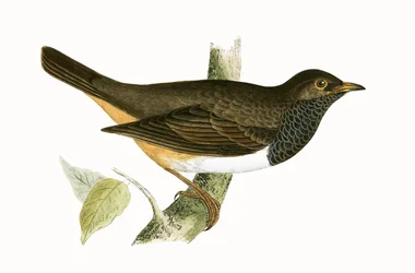 Zorzal de garganta negra, ilustración de 