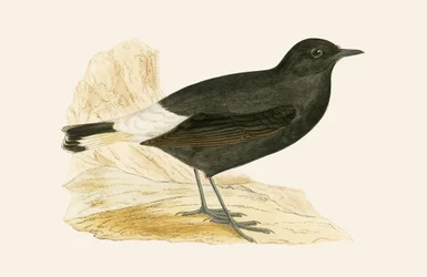 Collalba negra, ilustración de 