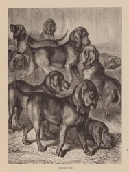 Sabuesos (grabado)