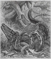 Boa y cocodrilo (grabado)