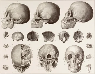 Huesos de la cabeza, según una impresión del siglo XIX