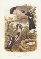 Camachuelo, Pyrrhula Vulgaris y Jilguero, Carduelis Elegans (litografía a color)
