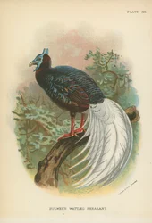 Faisán de Bulwer