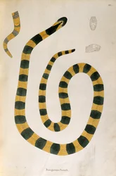 Serpiente Bungarum Pamah de Un Informe sobre las Serpientes de la India recogidas de la Costa de Coromandel por Patrick Russell, Londres, 1796