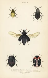 Escarabajo enterrador, Nicrophorus humator 1, escarabajos carroñeros, Necrodes littoralis 2, Dendroxena quadrimaculata 3, escarabajo de alfombra, Anthrenus scrophulariae 4, y Hister quadrimaculatus var