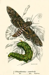 Mariposas