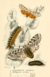 Mariposas