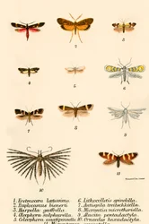 Mariposas