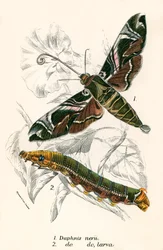 Mariposas