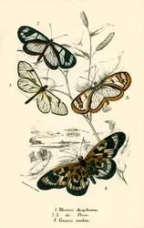 Mariposas