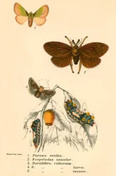 Mariposas