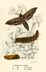 Mariposas