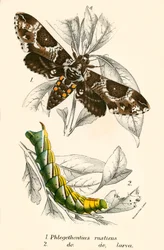 Mariposas