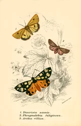 Mariposas