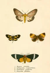 Mariposas