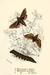 Mariposas