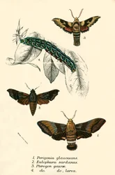Mariposas