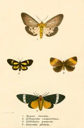 Mariposas