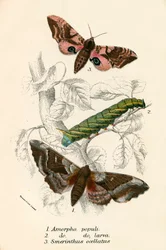 Mariposas