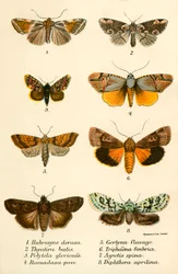 Mariposas