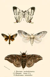 Mariposas