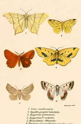 Mariposas